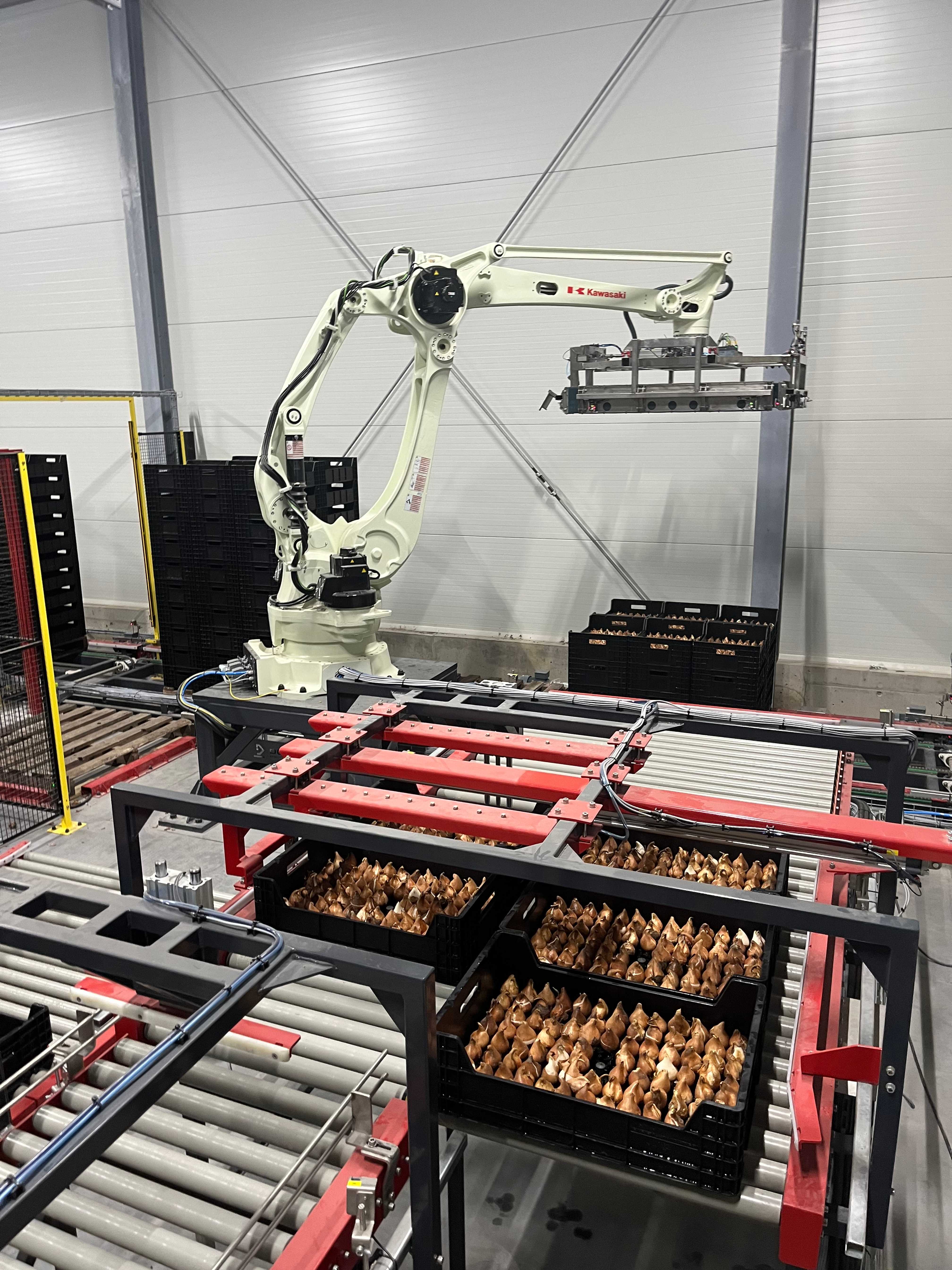 Robot laying cartons with onions